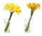 Daffodil flower in glass vase