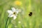 Daffodil flower on a green meadow and a flying bumblebee on a background of pastel bokeh