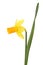 Daffodil flower and leaf