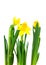 Daffodil flower or narcissus bouquet