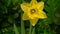 Daffodil flower opening