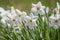 Daffodil flower Pheasant`s Eye a classic white flower with short and small yellow cup