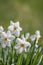 Daffodil flower Pheasant`s Eye a classic white flower with short and small yellow cup