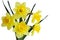 Daffodil Flower Plant