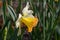 The Daffodil flower Salome