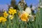 The Daffodil flower Salome