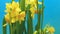 Daffodil Flower Time-lapse