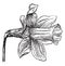 Daffodil, Flower, trumpet, shape, primrose vintage illustration