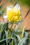 Daffodil Flower, Victoria, Australia, September 2016