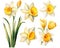 Daffodil flowers are in bloom in watercolor.