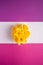 Daffodil flowers bouquet on creative layout white, pink and purple background