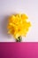 Daffodil flowers bouquet on creative layout white and pink purple background