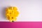 Daffodil flowers bouquet on creative layout white and pink purple background