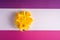 Daffodil flowers bouquet on creative layout white, pink and purple background, copy space