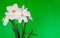 Daffodil flowers on a green background. Copy space.