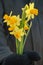 Daffodil flowers in hand with wool gloves in outdoor