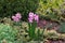 Daffodil flowers and other spring flowers in grass in garden.