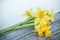 Daffodil flowers in outdoor on wooden fence