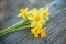 Daffodil flowers in outdoor on wooden fence