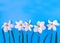 Daffodil flowers in a row on a blue background. Copy space.