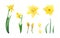 Daffodil flowers set. Watercolor botanical illustration with yellow daffodils, flowers, bud, petals, leaves