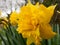 Daffodil frilly and pretty looking in spring