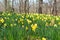 Daffodil Garden