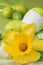 Daffodil and green Easter eggs