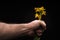 Daffodil, Human Hand, isolated on black background