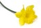 Daffodil Isolated