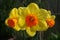 Daffodil Jetfire variety