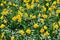 Daffodil Jonquil Spring Flower