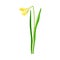 Daffodil or Jonquil Spring Flowering Plant with Yellow Flower and Leafless Stem Closeup Vector Illustration