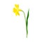 Daffodil or Jonquil Spring Flowering Plant with Yellow Flower and Leafless Stem Closeup Vector Illustration