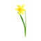 Daffodil or Jonquil Spring Flowering Plant with Yellow Flower and Leafless Stem Closeup Vector Illustration