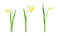 Daffodil or Jonquil Spring Flowering Plant with Yellow Flower and Leafless Stem Vector Set