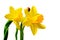 Daffodil with Ladybug