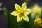 Daffodil Macro. Early spring. Uk