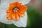 Daffodil macro, large orange middle of a flower