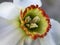 Daffodil macro. Large red green middle of a Narcissus flower. Soft selective focus