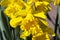 Daffodil `Mando