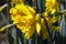 Daffodil `Mando