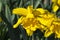 Daffodil `Mando` narcissus