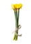 Daffodil, March birth flower. Birth month yellow daffodil flower photo. Birthday flower clipart