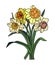 Daffodil March birth month flower vector art.