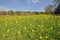 Daffodil meadow