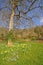 Daffodil meadow