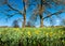 Daffodil Meadow