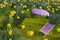 Daffodil meadow