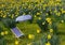 Daffodil meadow with parasol and deck chair